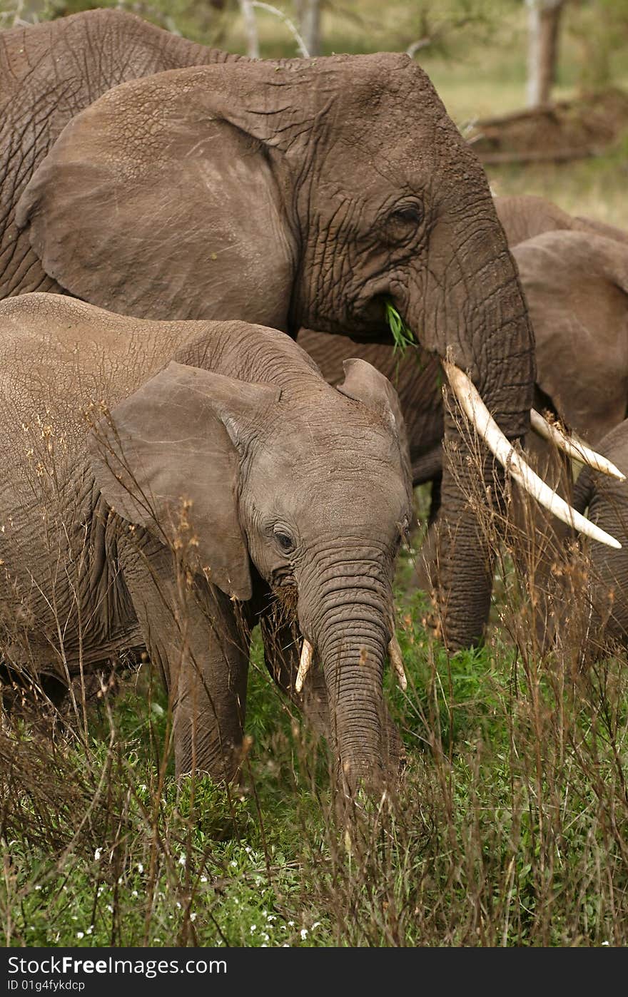 Elephants - the largest land animals. Elephants - the largest land animals.