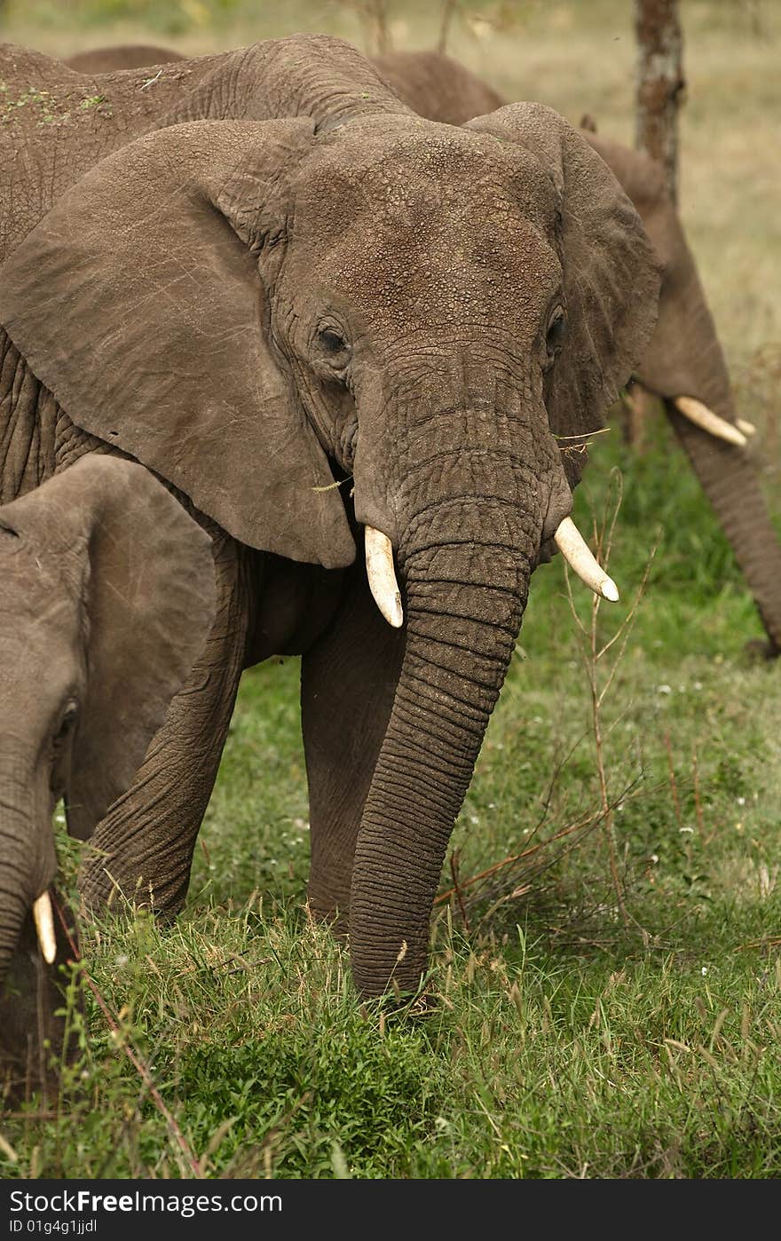 Elephants - the largest land animals. Elephants - the largest land animals.