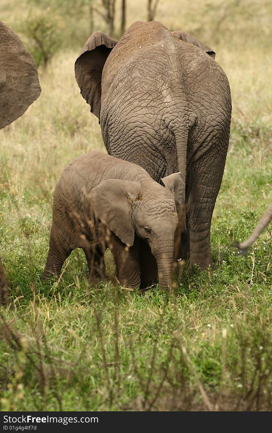 Elephant`s Family