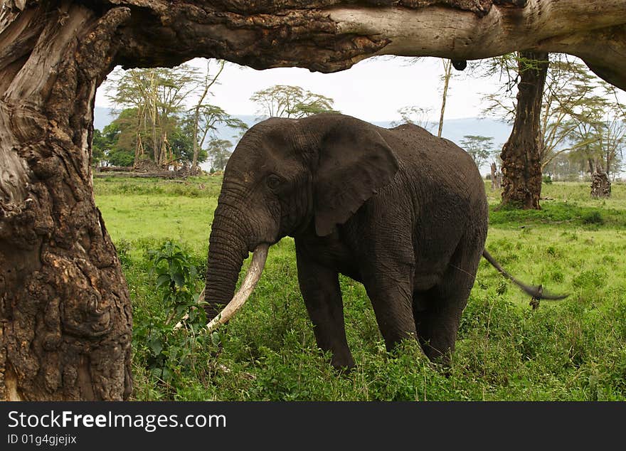 Elephants - the largest land animals, Africa. Elephants - the largest land animals, Africa