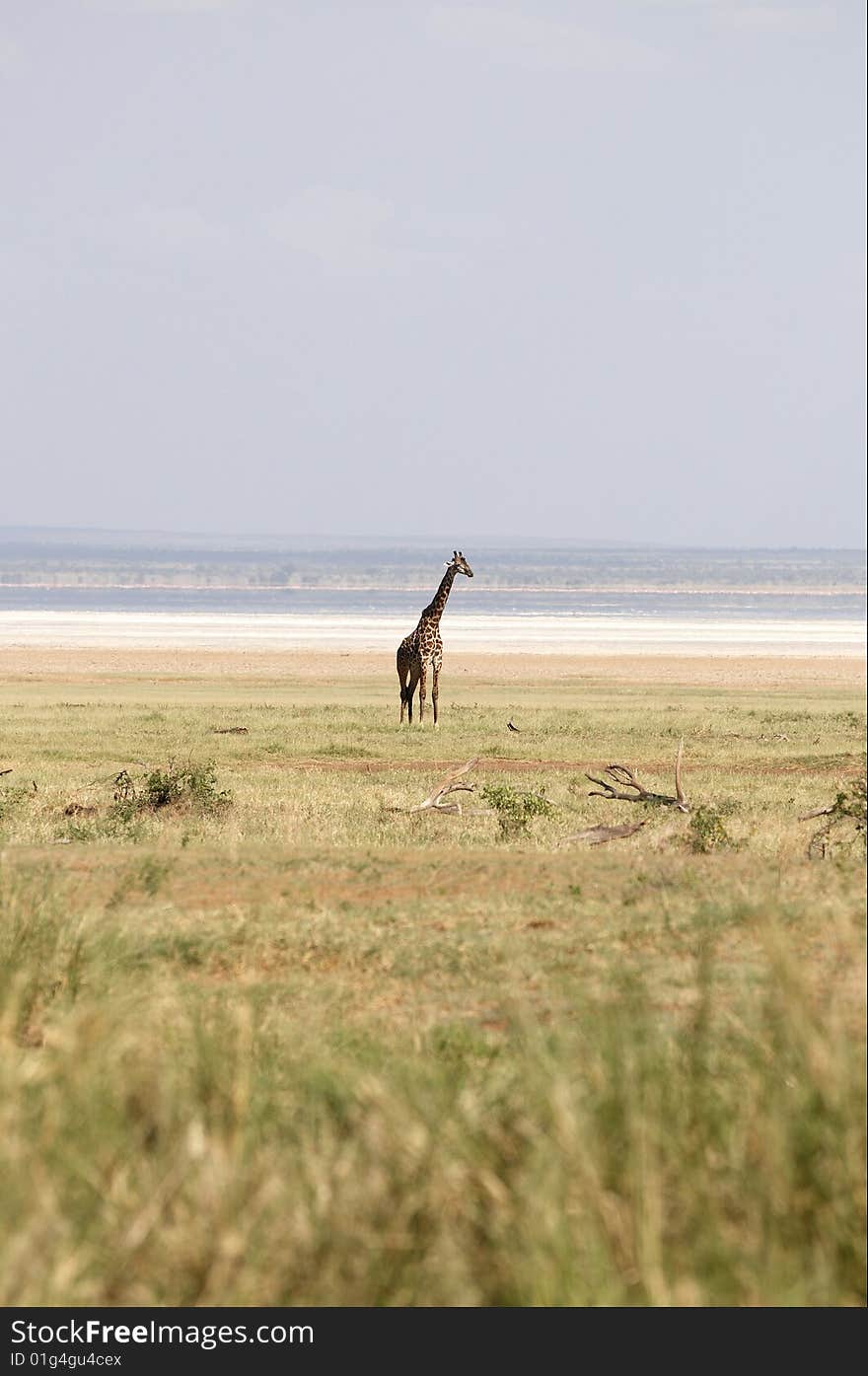 Alone giraffe in africans savannah. Alone giraffe in africans savannah