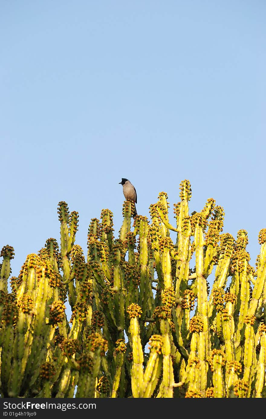 As soon as grows thickly the long luxuriant cactus, is blossoming