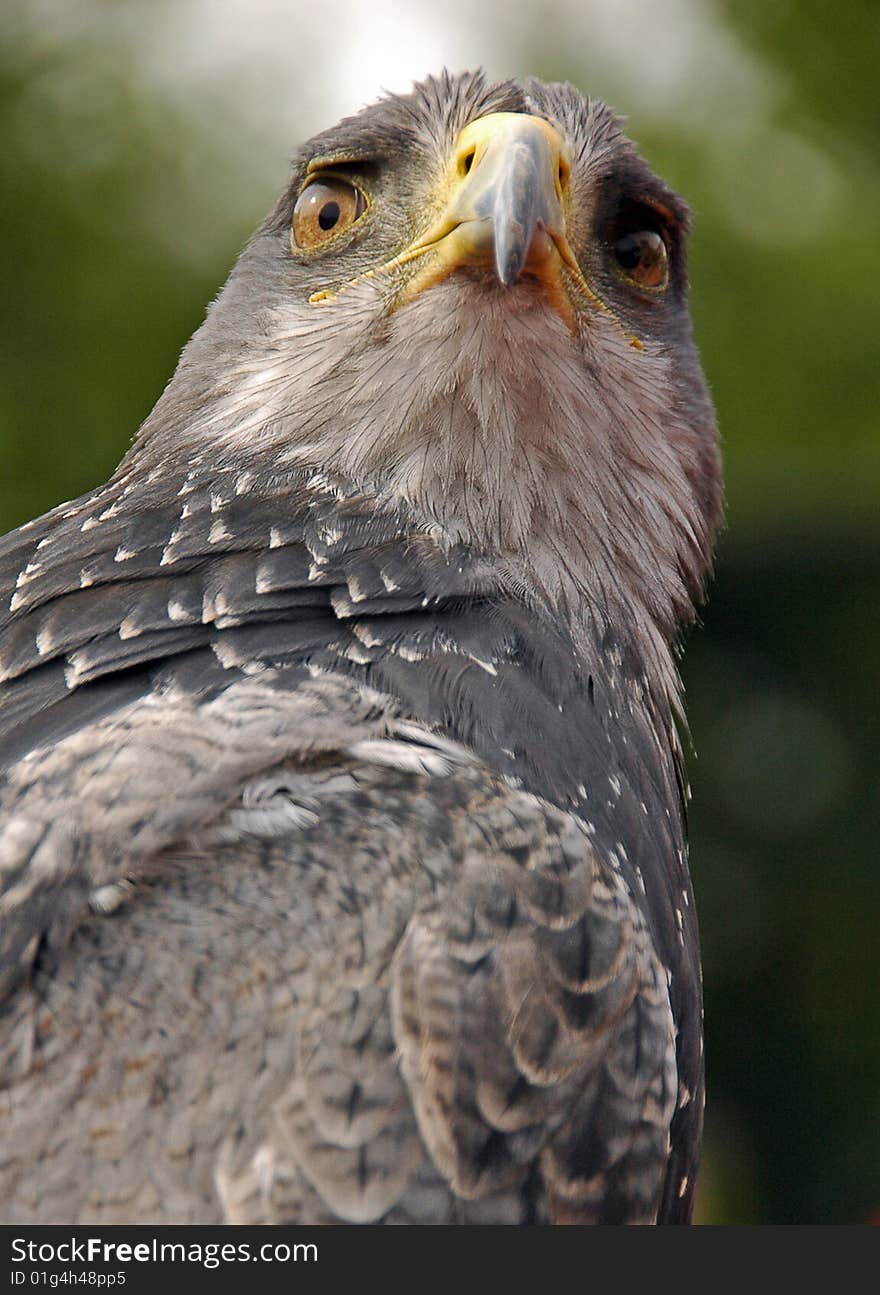 Large carnivore bird closeup portrait against blurry background. Large carnivore bird closeup portrait against blurry background