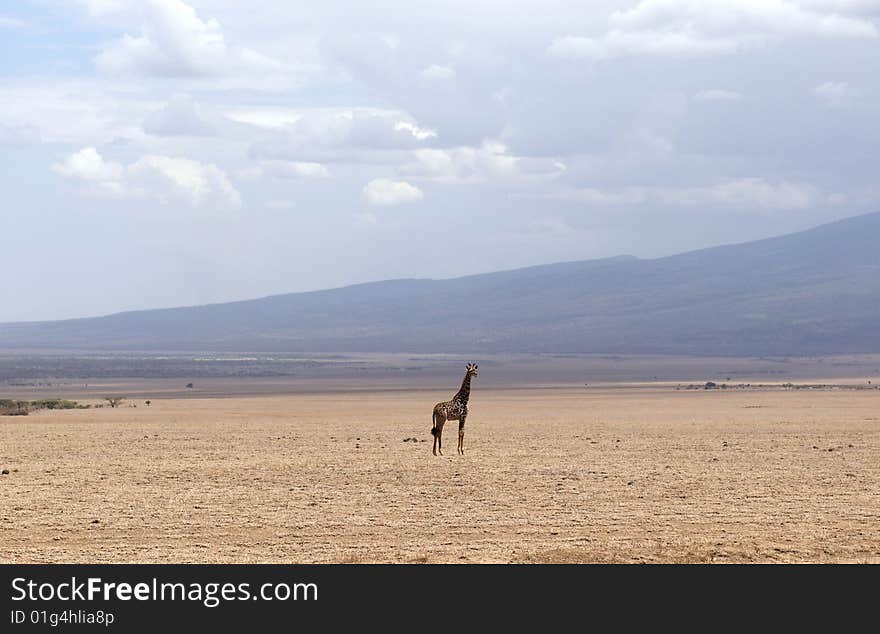 Alone giraffe in africans savannah. Alone giraffe in africans savannah