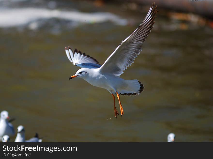 Sea Gull