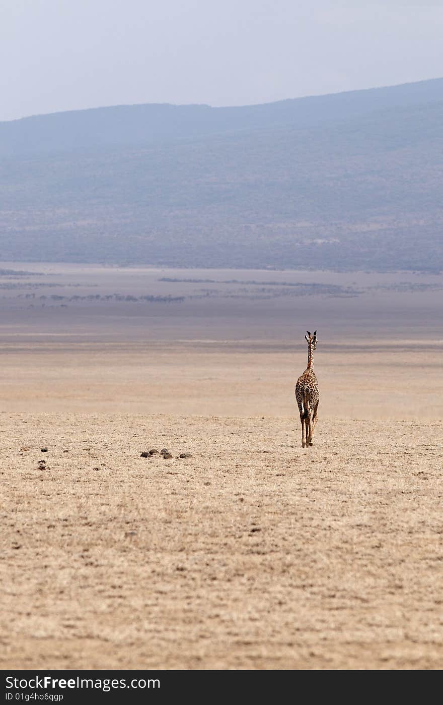 Alone giraffe in africans savannah. Alone giraffe in africans savannah