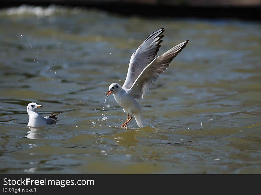 Sea gull which eats food in the water