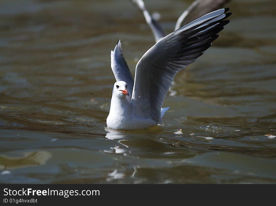 Sea gull