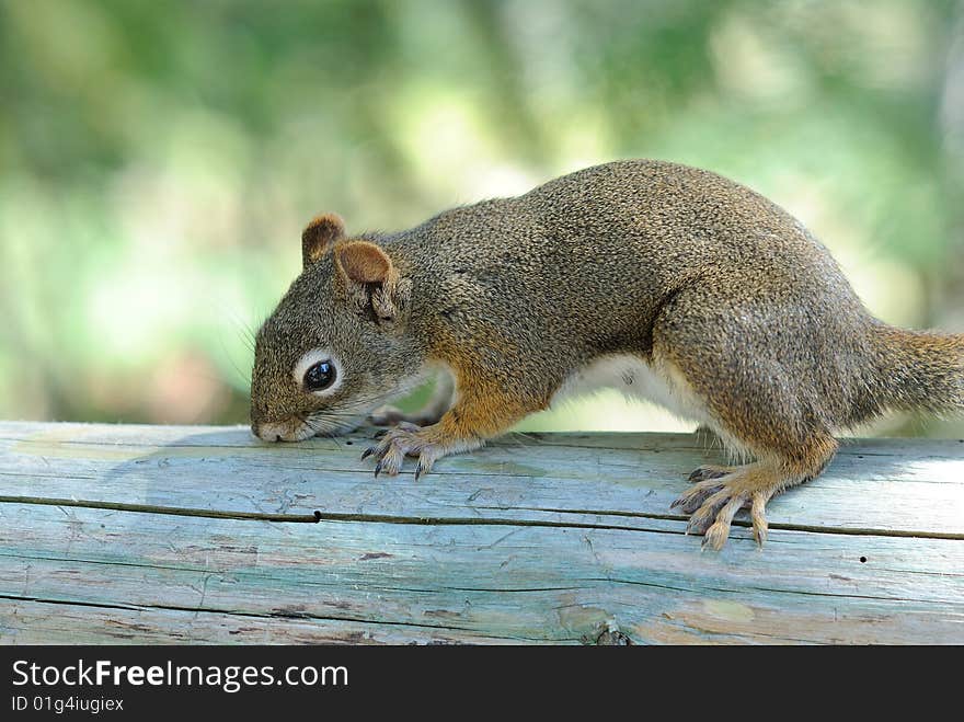 Squirrel