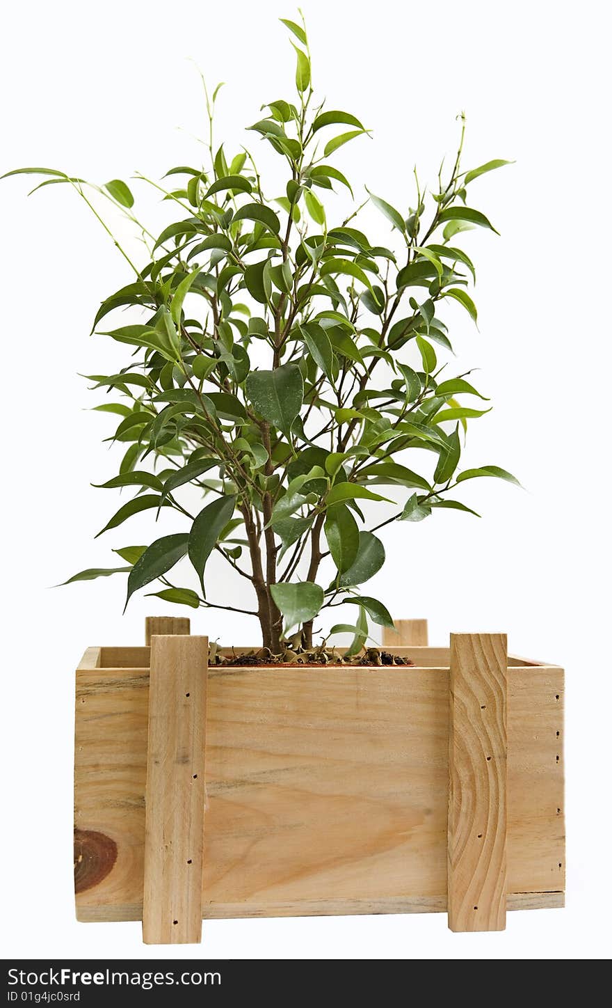 Plant In A Box