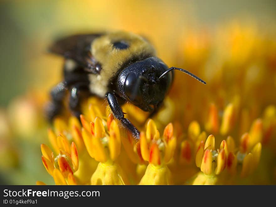 Bumblegee On Butterfly Milkweed