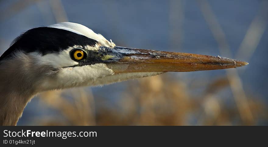 Heron closeup