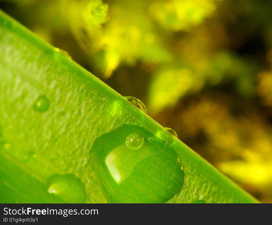 Close-up leaves with drops - abstract natural background.