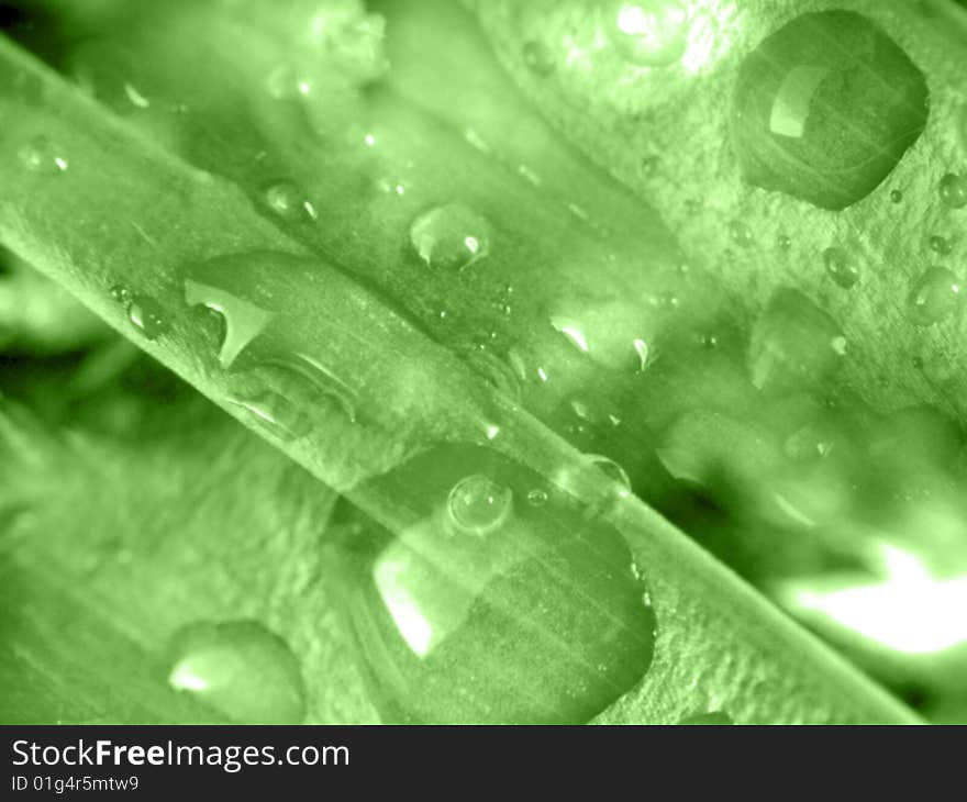 Leaves with drops - abstract natural background.