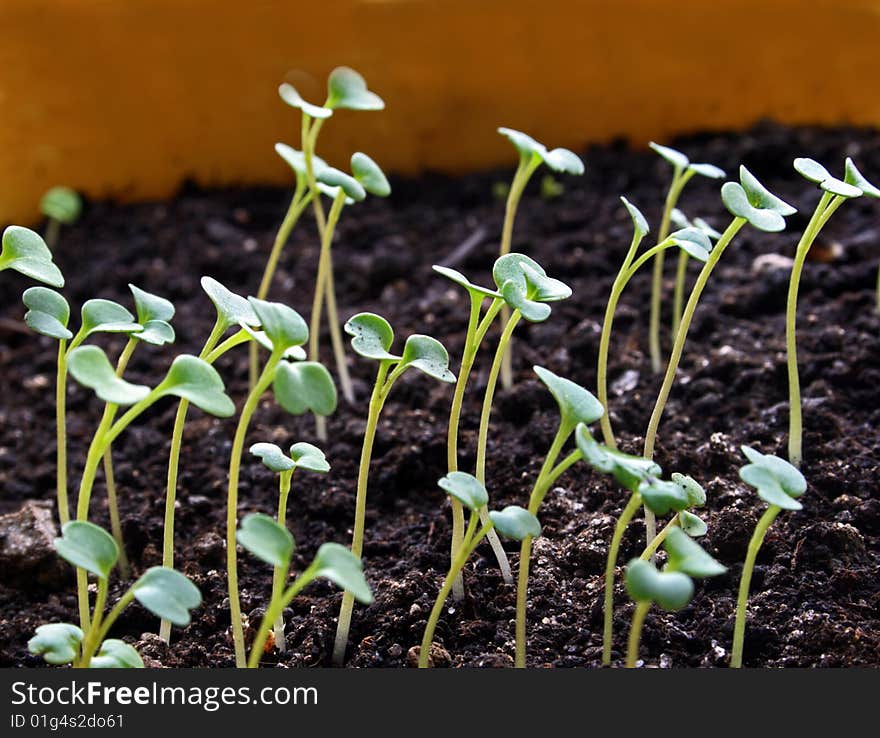 Seedlings On Ground