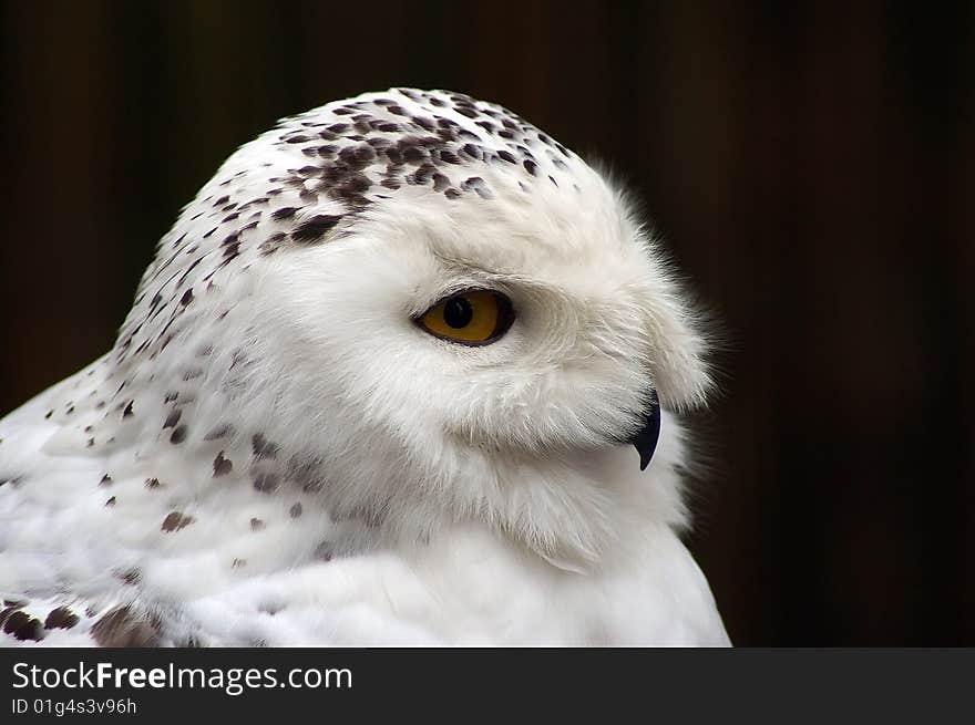 Snowy Owl Nyctea Scandiaca