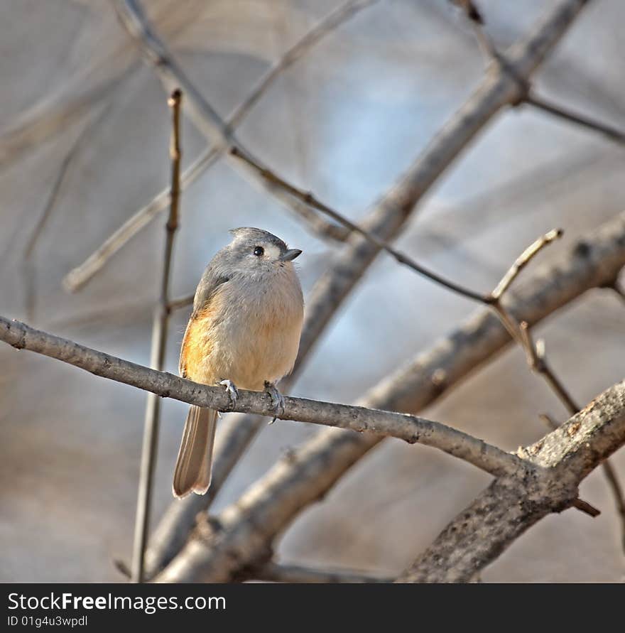 Tufted Titmouse