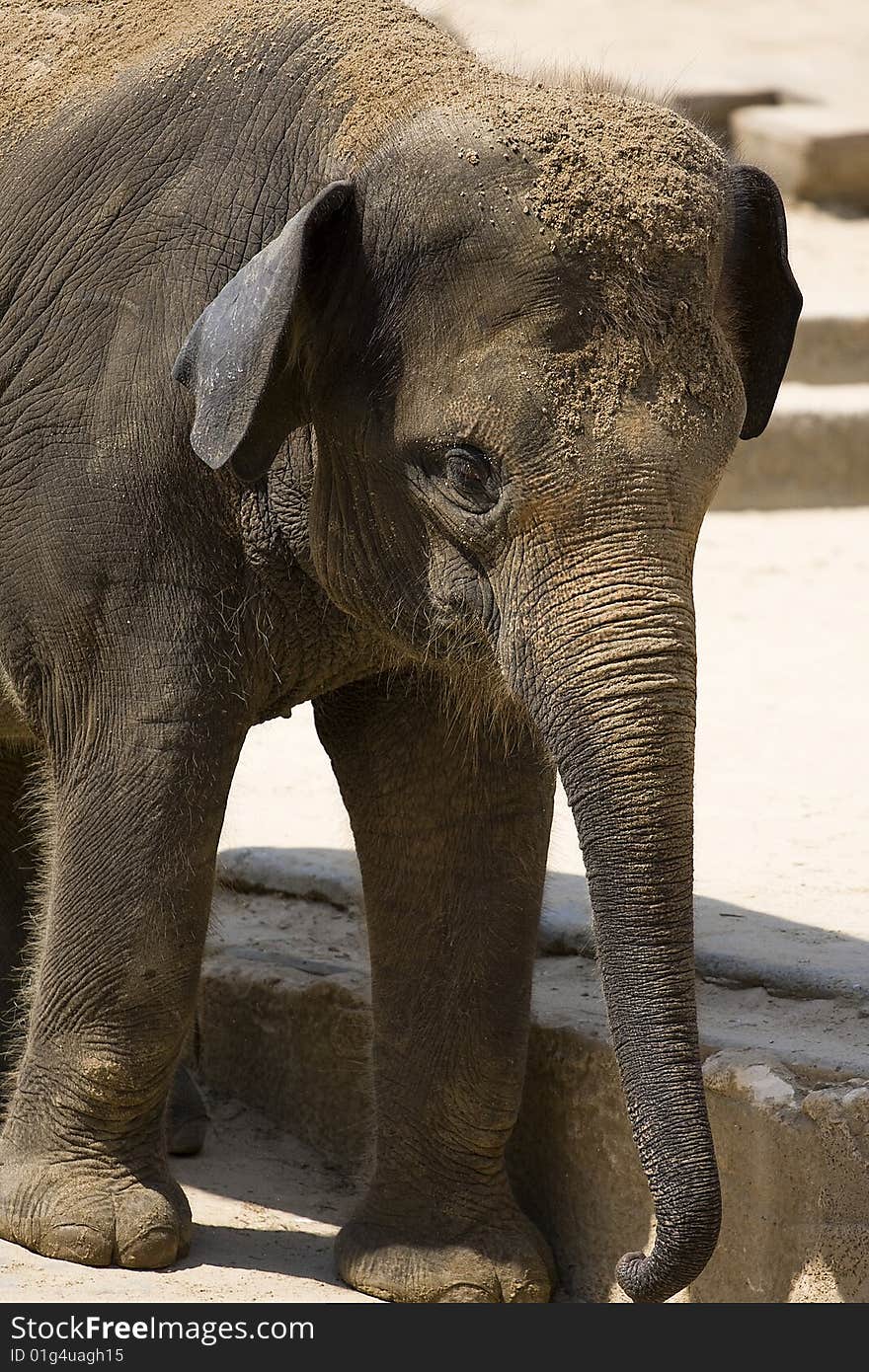 Baby Elephant