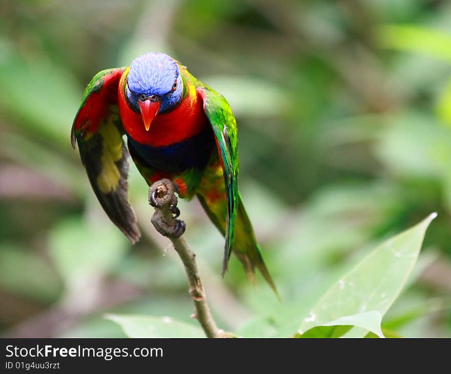 The Rainbow Lorikeet, Trichoglossus haematodus is a species of Australasian parrot found in Australia, eastern Indonesia, Papua New Guinea, New Caledonia, Solomon Islands and Vanuatu.