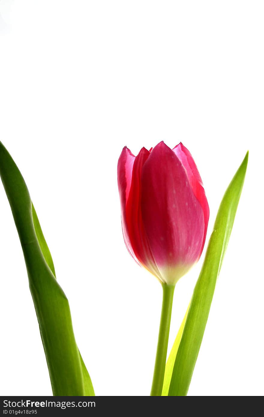 Isolated Tulip