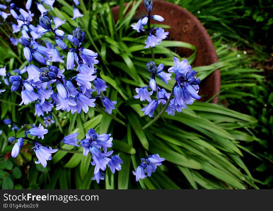 Pot of springtime happiness in the garden. Pot of springtime happiness in the garden