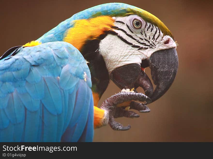 The Blue-and-yellow Macaw (Ara ararauna), also known as the Blue-and-gold Macaw, is a member of the group of large Neotropical parrots known as macaws.