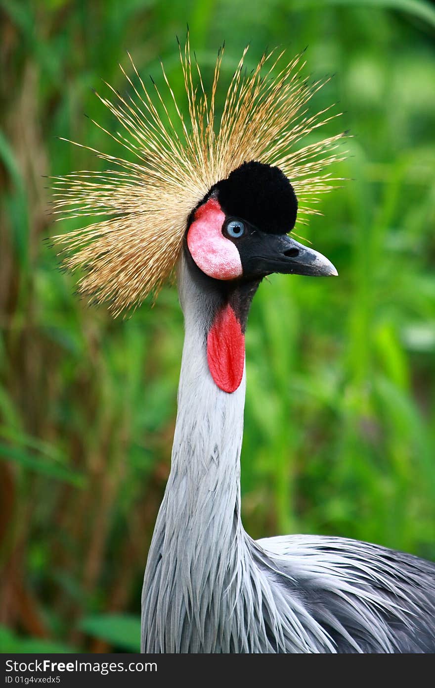 The Grey Crowned Crane (Balearica regulorum) is a bird in the crane family Gruidae. It occurs in dry savannah in Africa south of the Sahara, although it nests in somewhat wetter habitats.