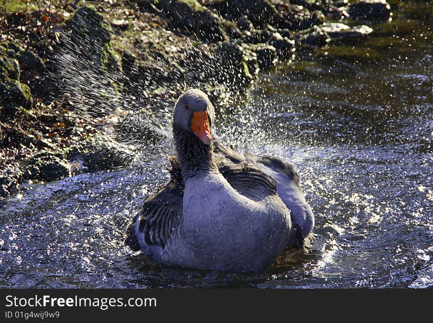 The wild goose is the bath in the pond