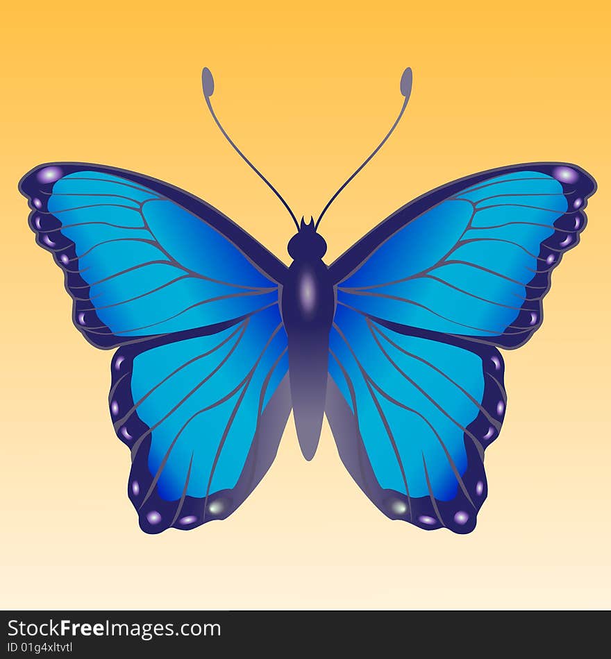 Vector Illustration of detailed Brightly coloured butterfly.