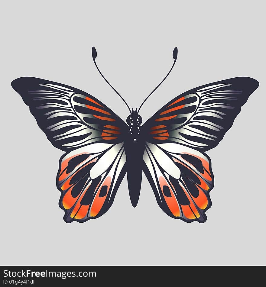 Vector Illustration of detailed Brightly coloured butterfly.