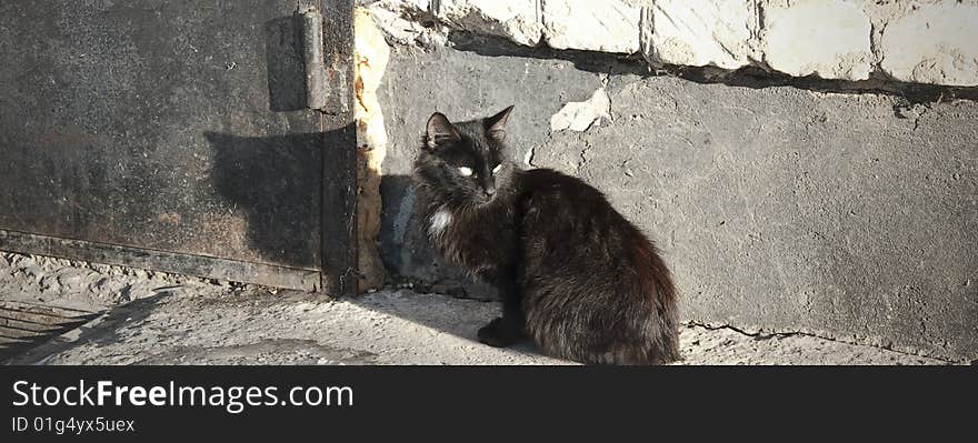 Cat in sun lights, Balabanovo city. Cat in sun lights, Balabanovo city