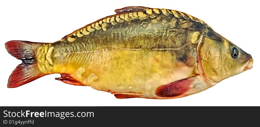 Fresh mirror carp is a carp without a scale