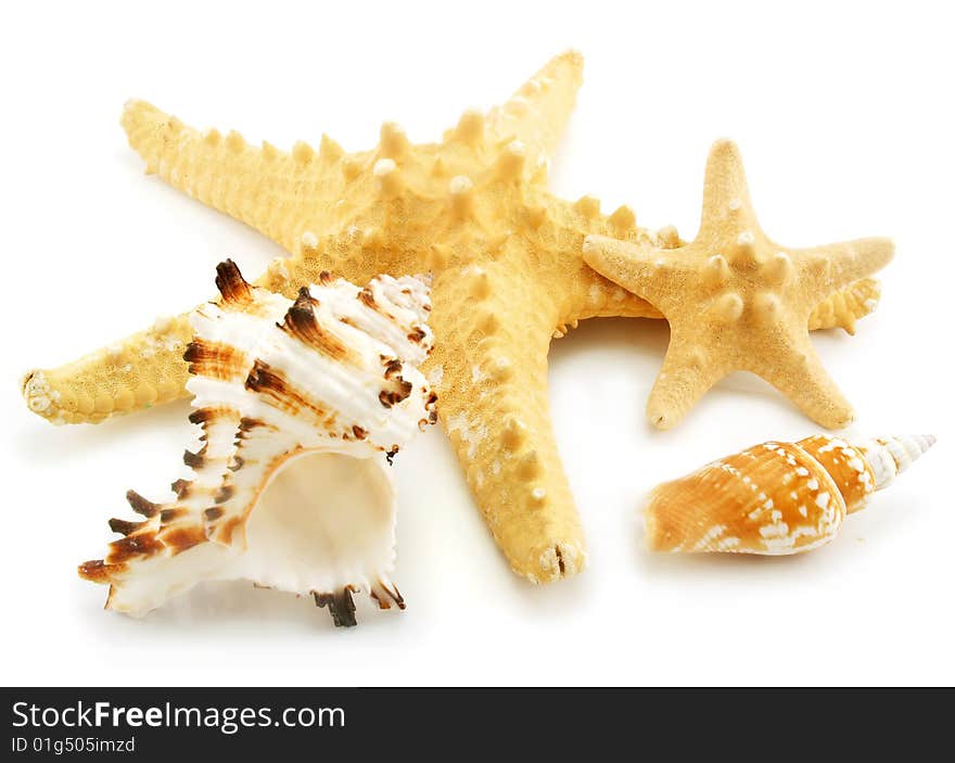 Set of sea cockleshells isolated on a white background