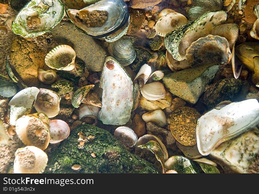 Corals deep in the sea. Corals deep in the sea