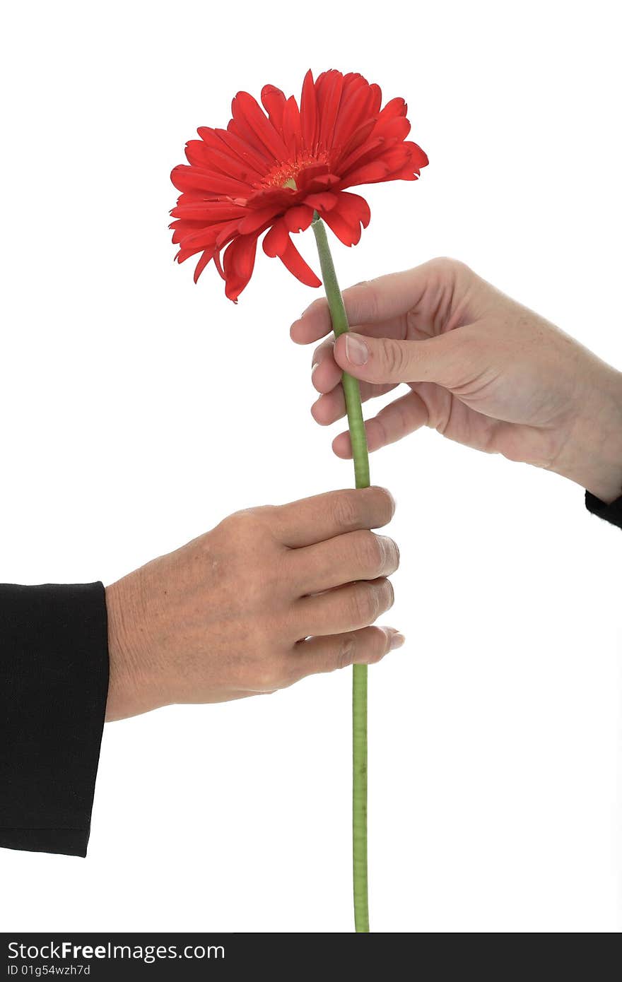 Two female hands holding a flower on white background. Two female hands holding a flower on white background