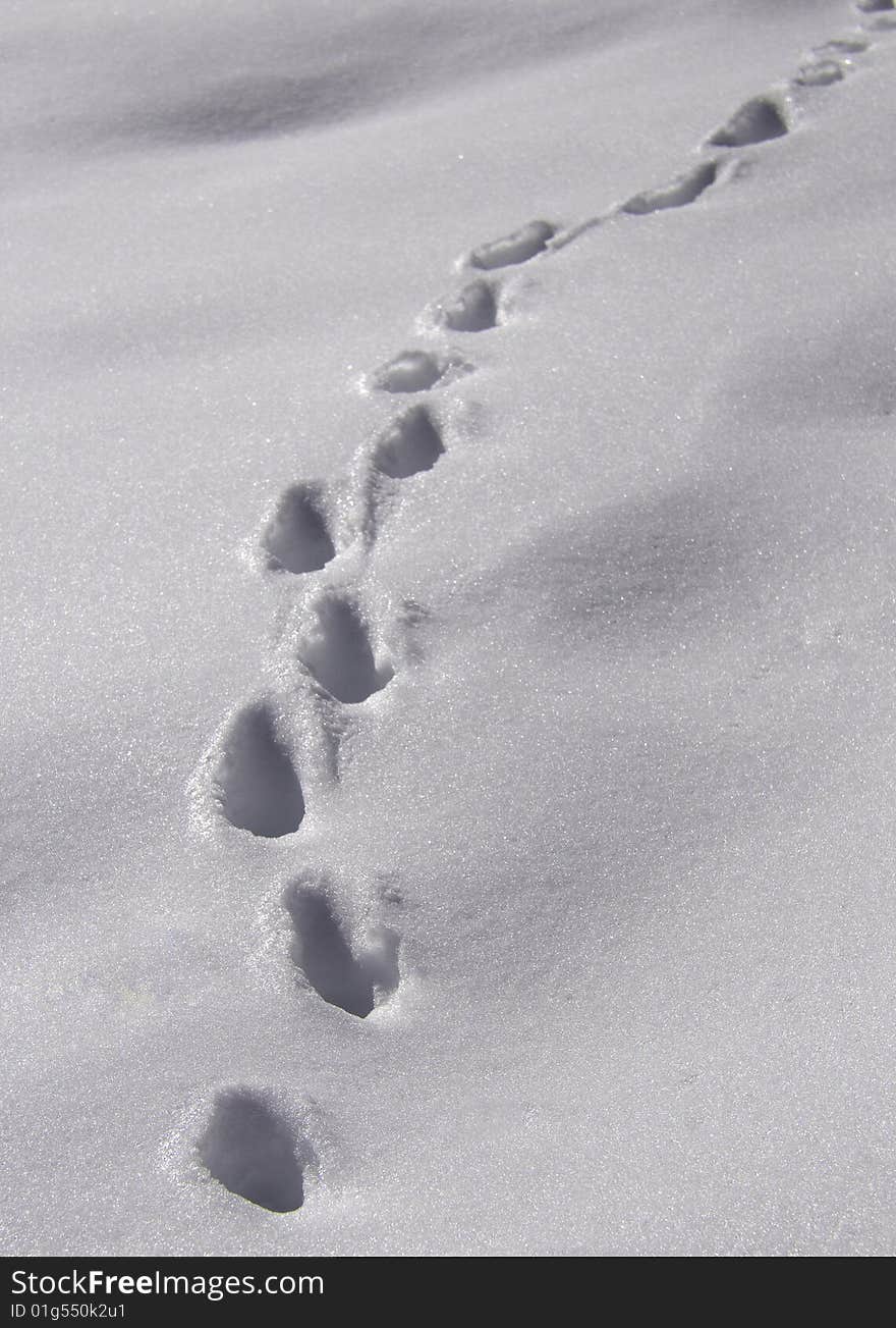 A set of footprint in snow from bootom left ot top right of frame. A set of footprint in snow from bootom left ot top right of frame