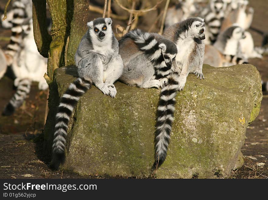 Group Of Ring-tailed Lemurs Sitting On A Rock