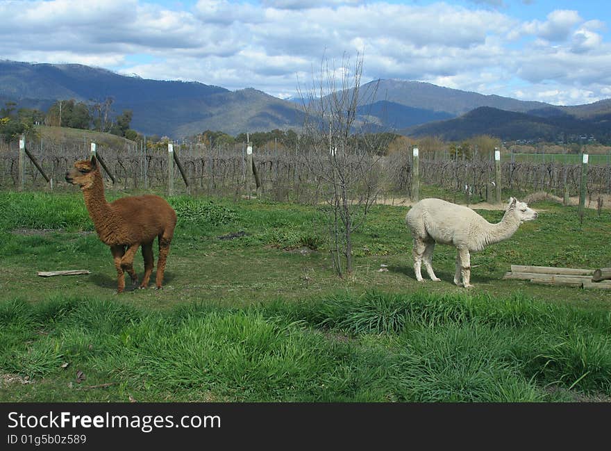 Opposed - a pair of alpacas in lush green paddock with vineyard behind. Opposed - a pair of alpacas in lush green paddock with vineyard behind