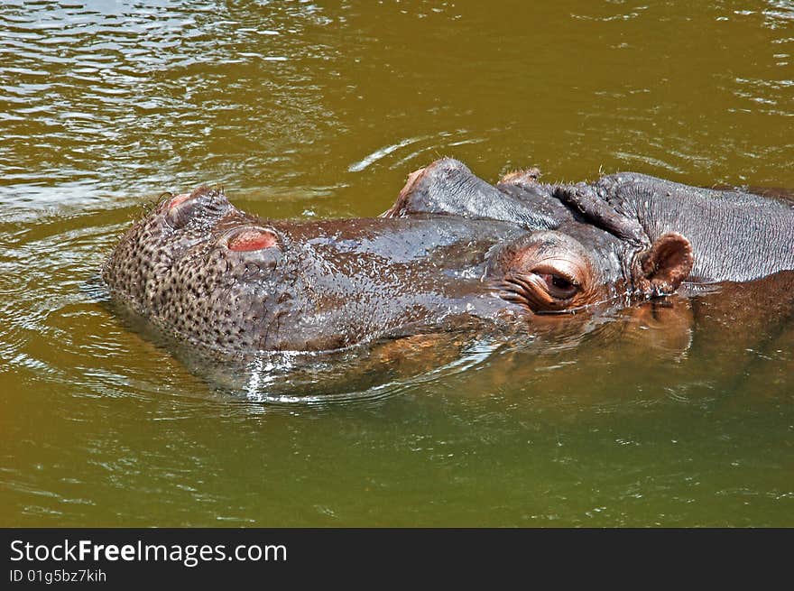 Hippopotamus (Hippopotamus amphibius) in the water