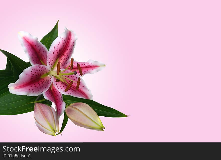 Lilies isolated on rose background