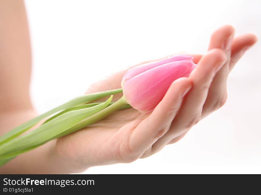 Beautiful hands holding tulips. Soft-focused. Beautiful hands holding tulips. Soft-focused.