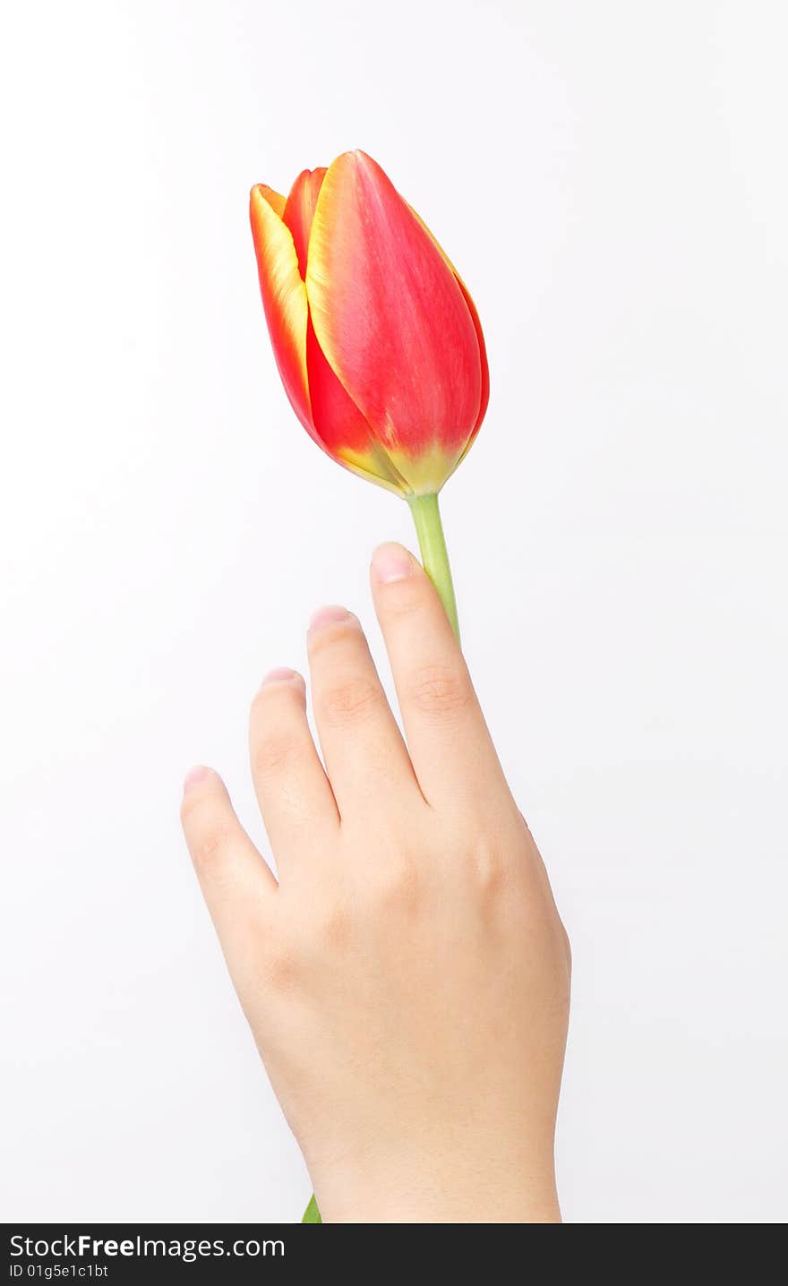 A tulip on girl's hand. isolated on white. A tulip on girl's hand. isolated on white.