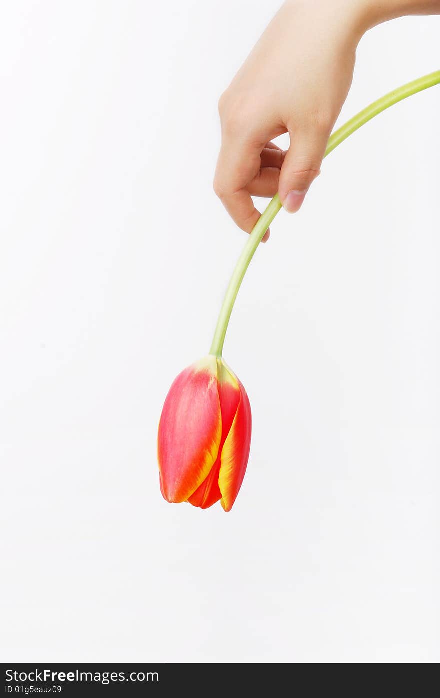 A tulip on girl's hand. isolated on white. A tulip on girl's hand. isolated on white.