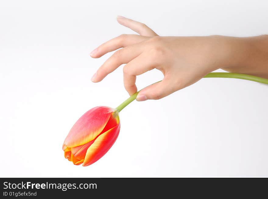 A tulip on girl's hand. isolated on white. A tulip on girl's hand. isolated on white.