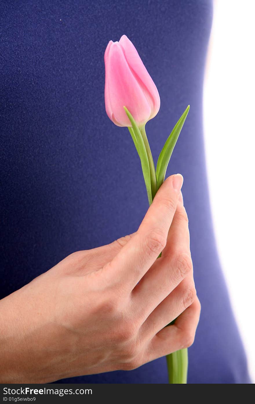 Beautiful hands holding tulips. Soft-focused. Beautiful hands holding tulips. Soft-focused.