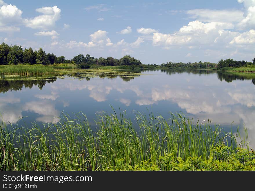 Summer landscape