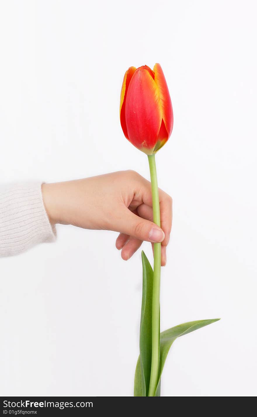 A tulip and girl's hand. isolated on white. A tulip and girl's hand. isolated on white.