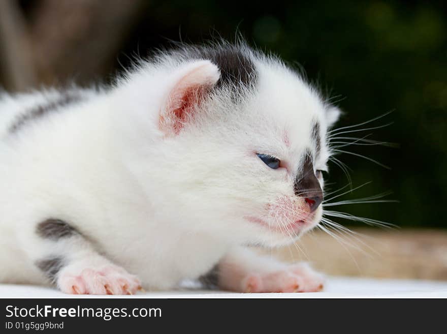 Newborn black and white kitten