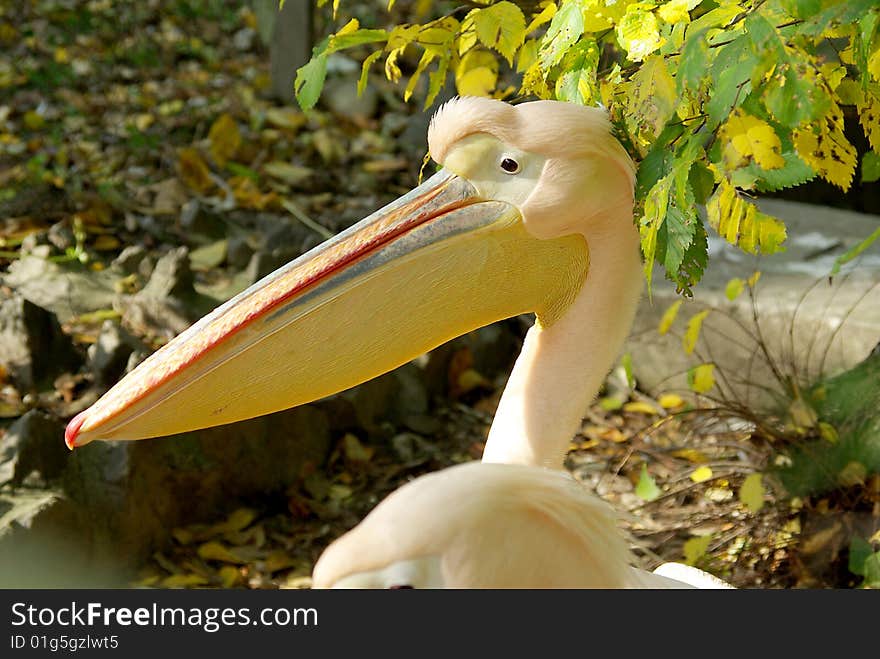 Coloured portrait of the pelican. Coloured portrait of the pelican