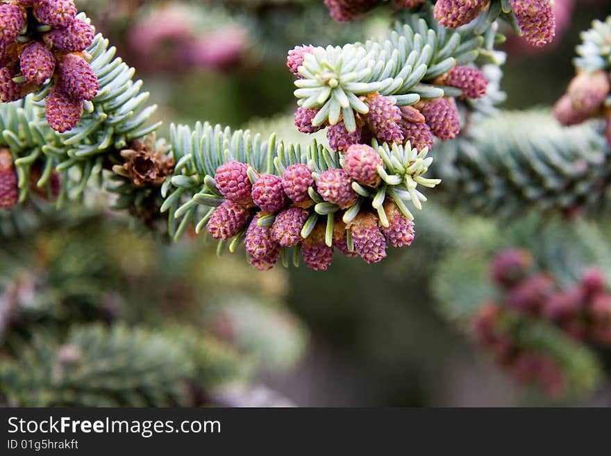 Pinecones